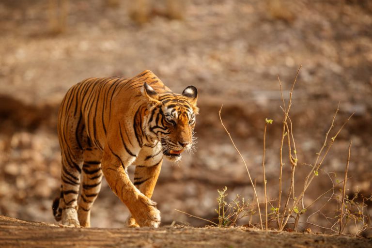 D&eacute;couvrez le parc national de Bandhavgarh en Inde